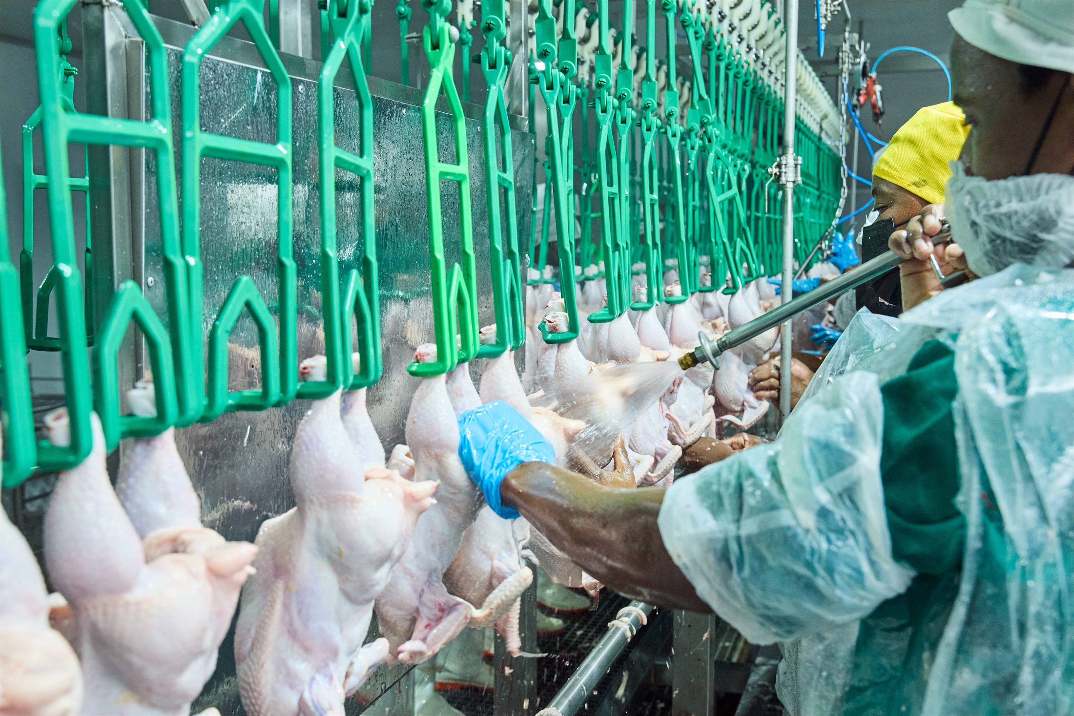 Poultry processing operations
