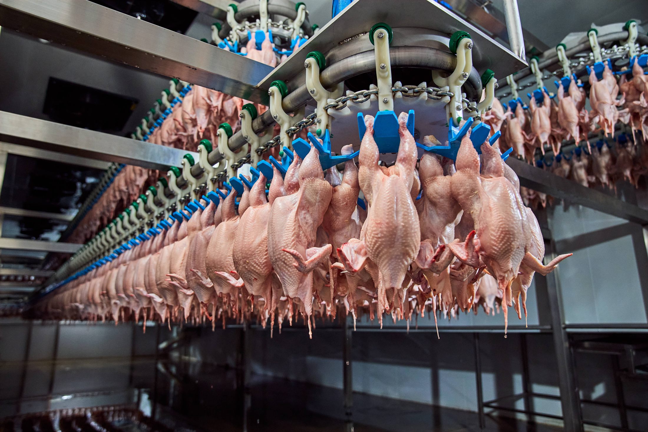 Freebird Poultry production operations
