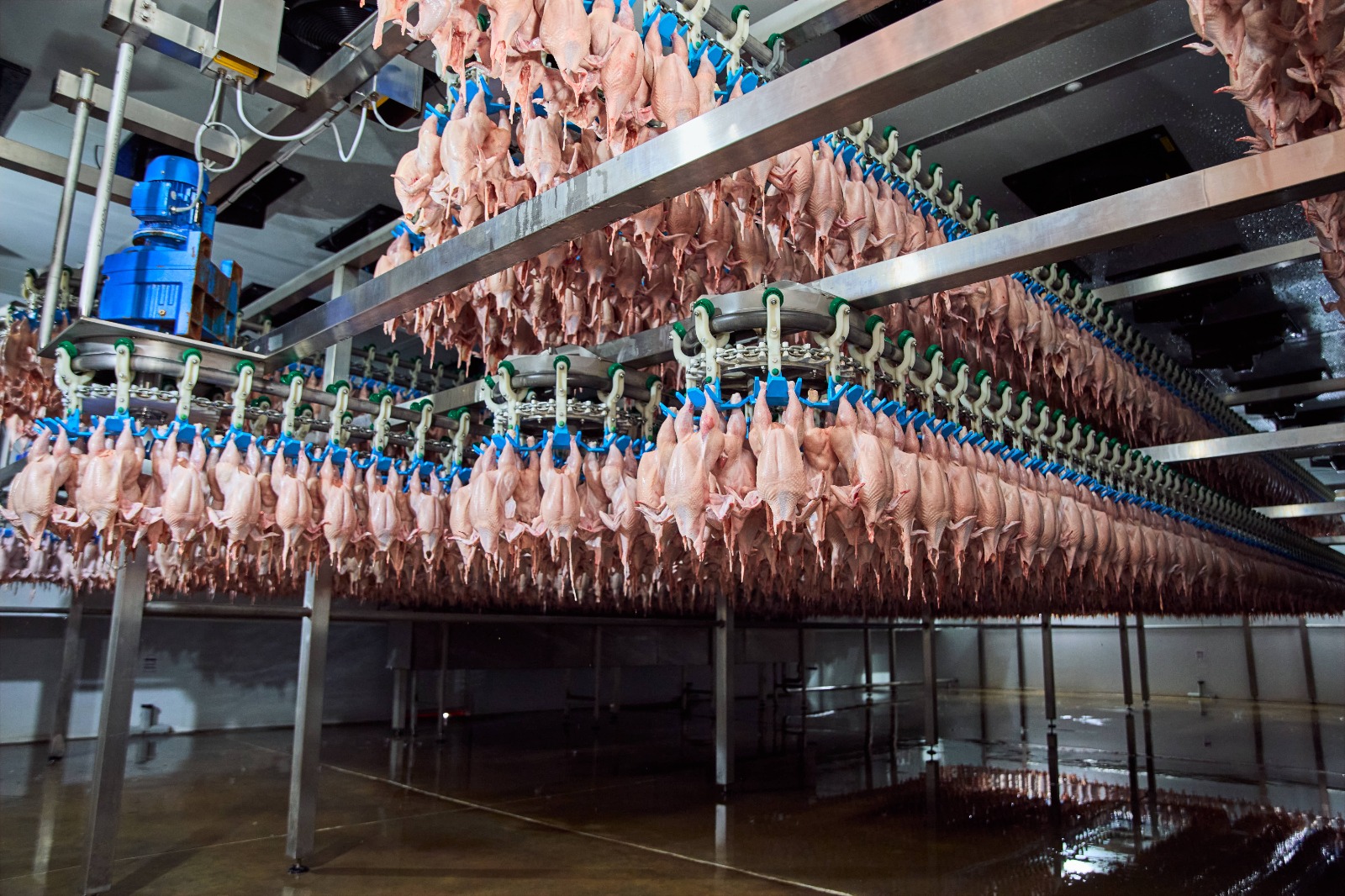 Freebird Poultry operations portrait